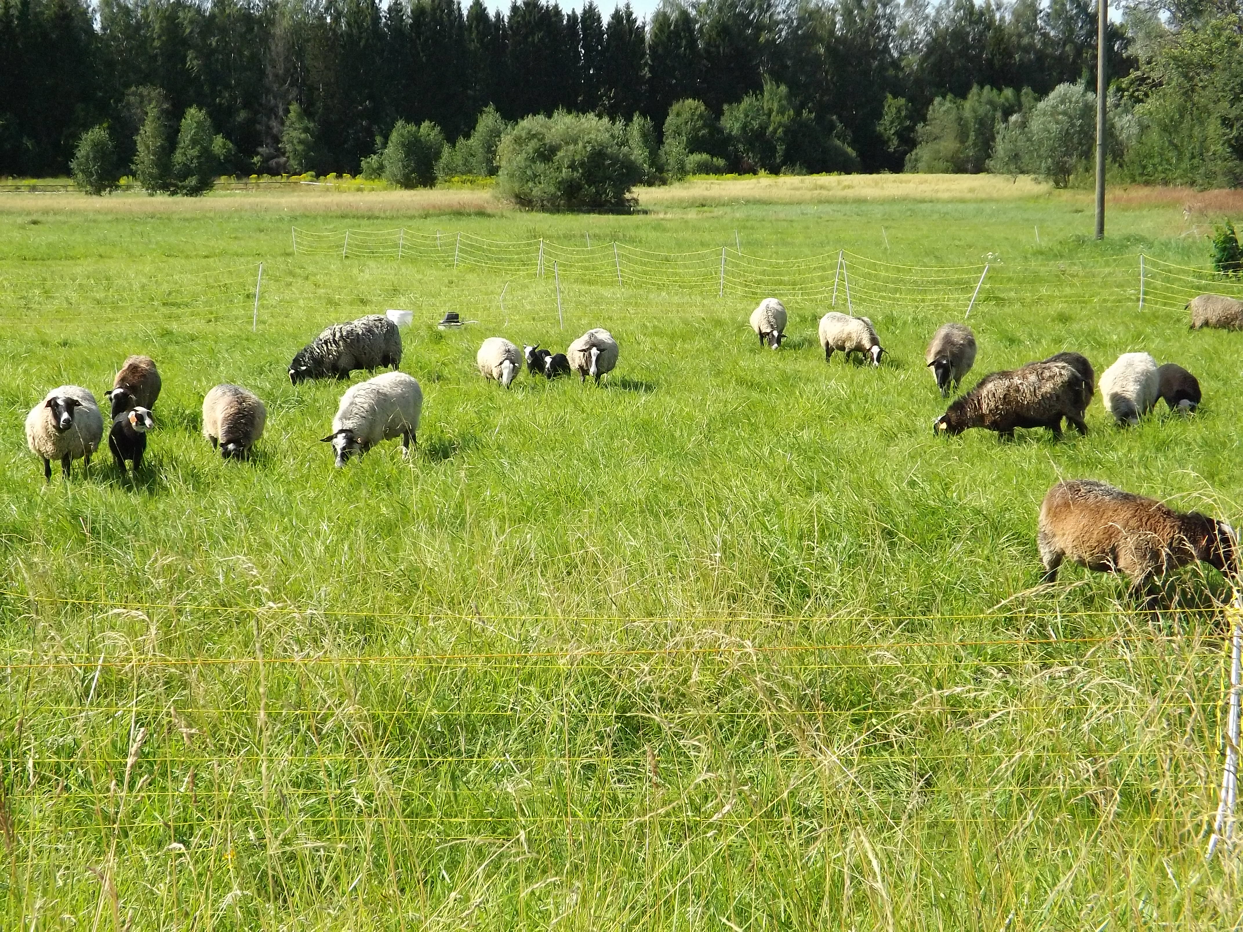Lauksaimniekiem būs pieejams atbalsts apdro&scaron;inā&scaron;anai pret plēsēju postījumiem ganāmpulkam