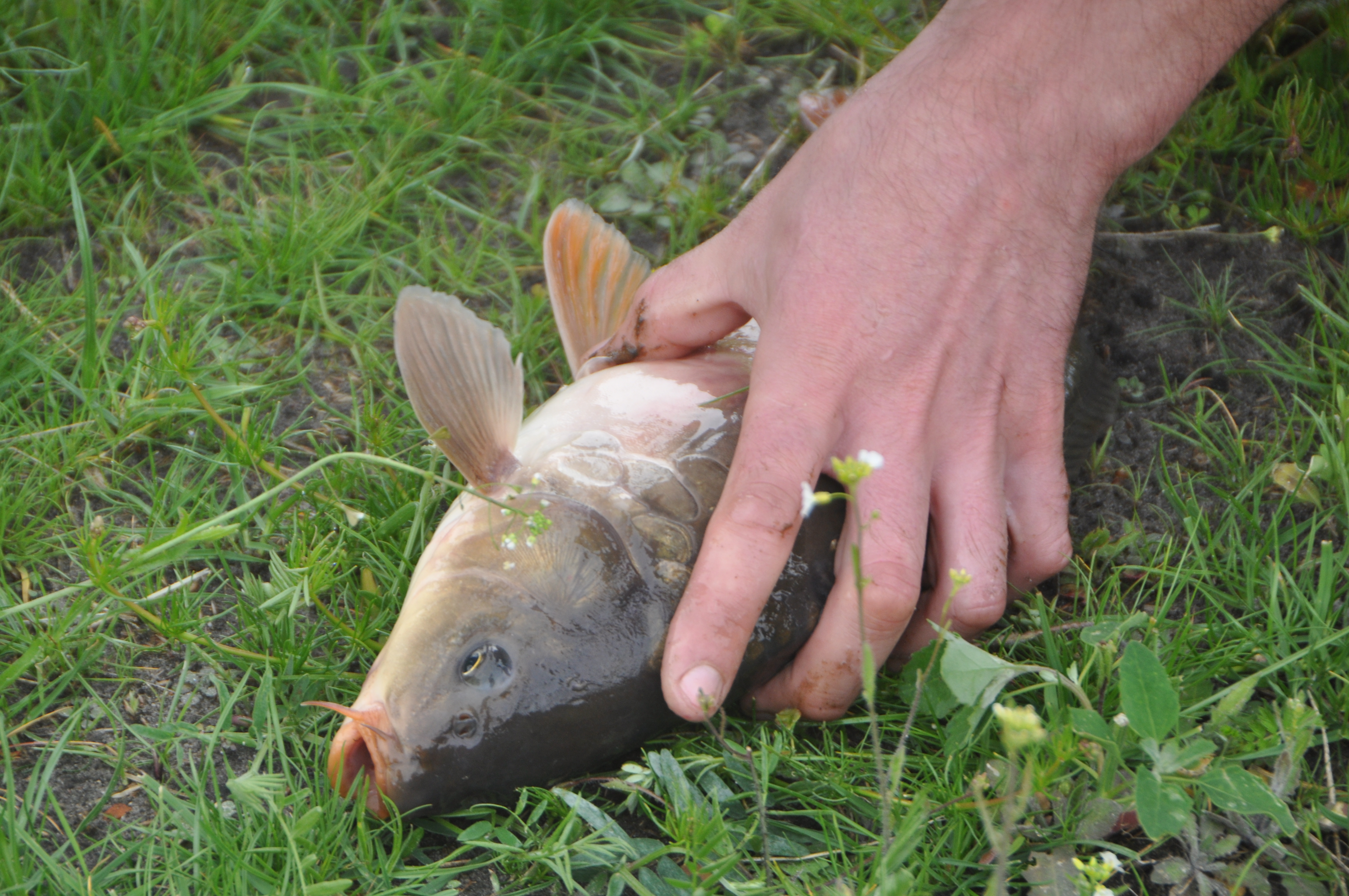 Karpa nolikta zālē, roka to pietur