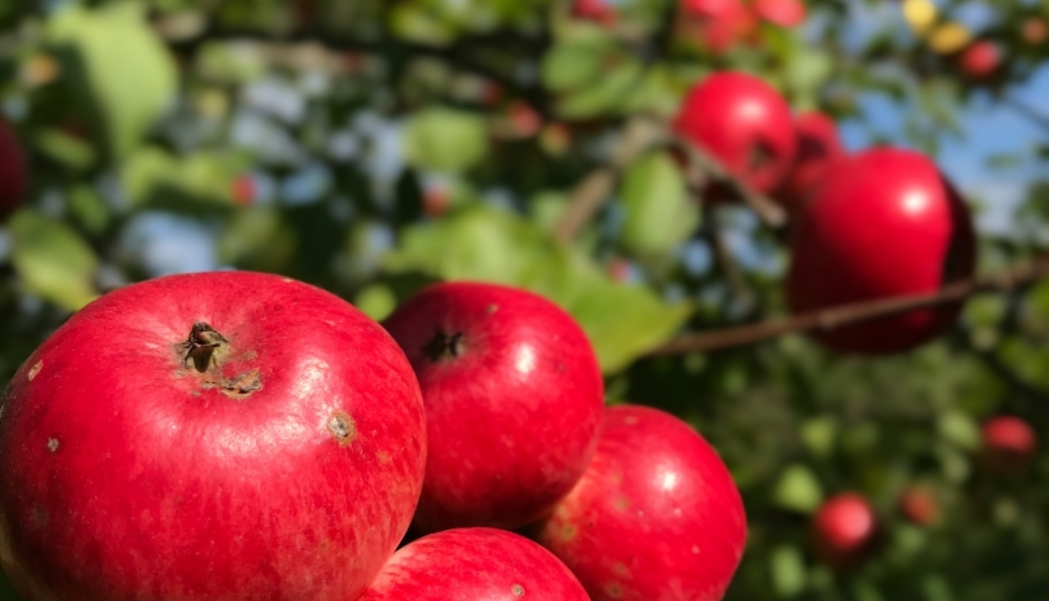 Programmā &ldquo;Piens un augļi skolai&rdquo; sākas produktu izdale skolās