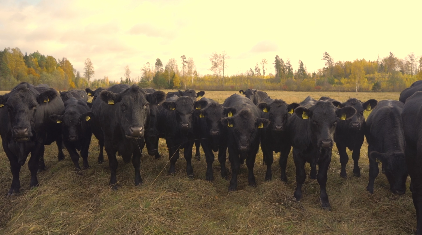 Bioloģiski ražots marmorēts steiks