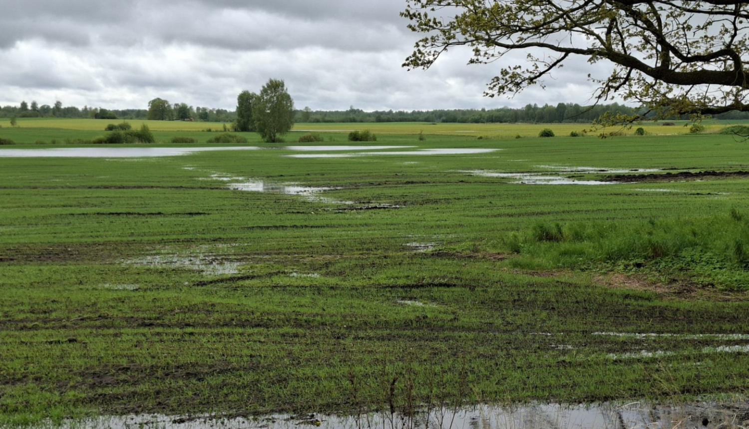 The European Commission grants 4,2 million euros in EU emergency support to Latvian farmers for damage caused by this year&rsquo;s adverse weather conditions