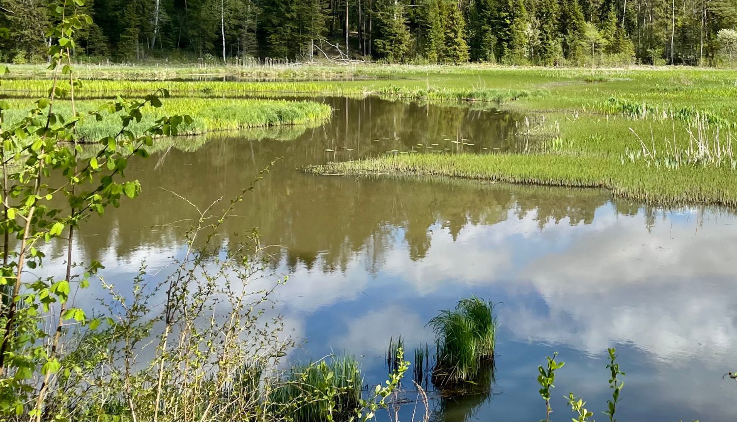 Mitrājs ar atklātu ūdeni, zālaugiem, fonā krūmu josla