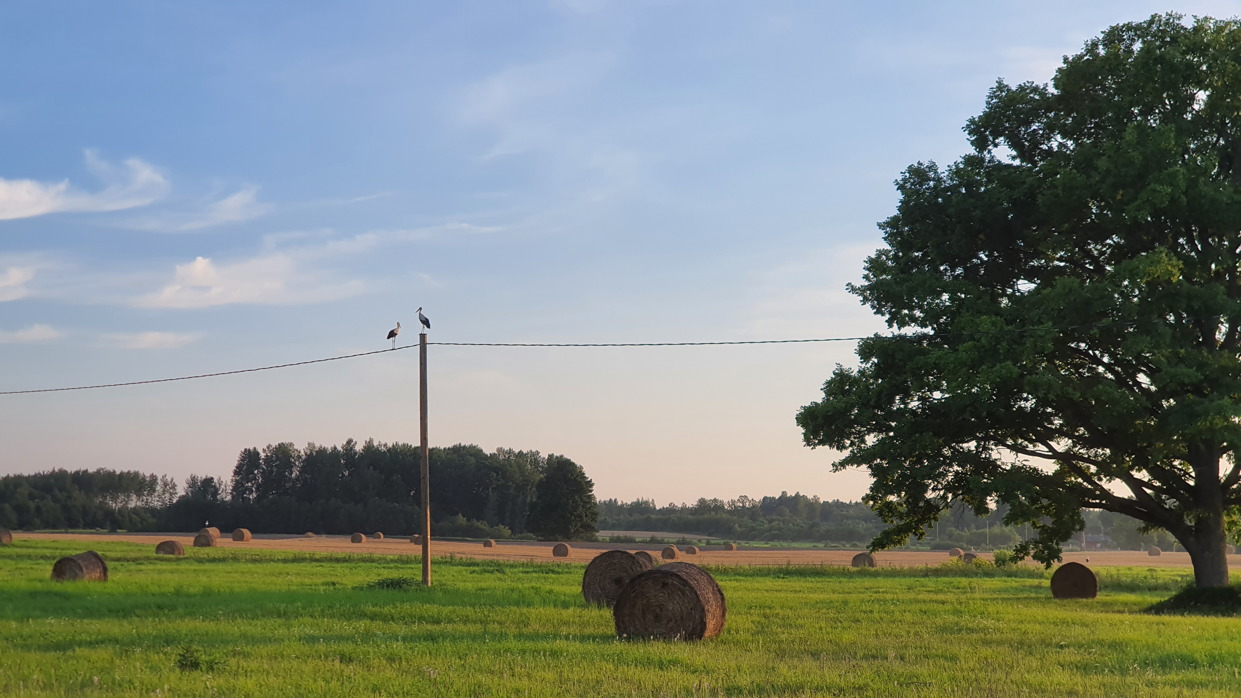 pļava ar siena ruļļiem un elektrolīniju uz kuras sēž divi stārķi, pa labi un tālumā koki