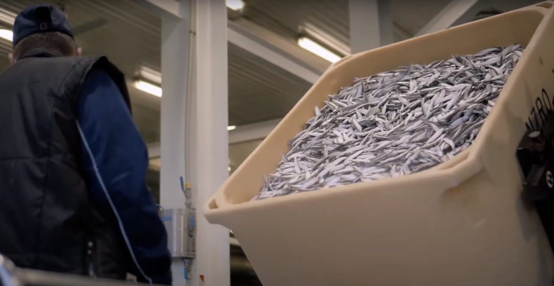 Var pieteikties atbalsta pasākumiem zivsaimniecībā