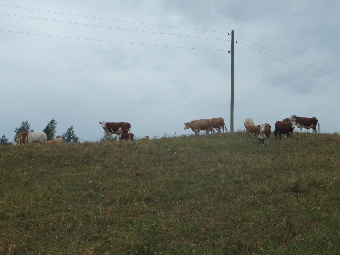Bioloģiskā saimniecība, kas pierāda &ndash; zaļi domāt atmaksājas