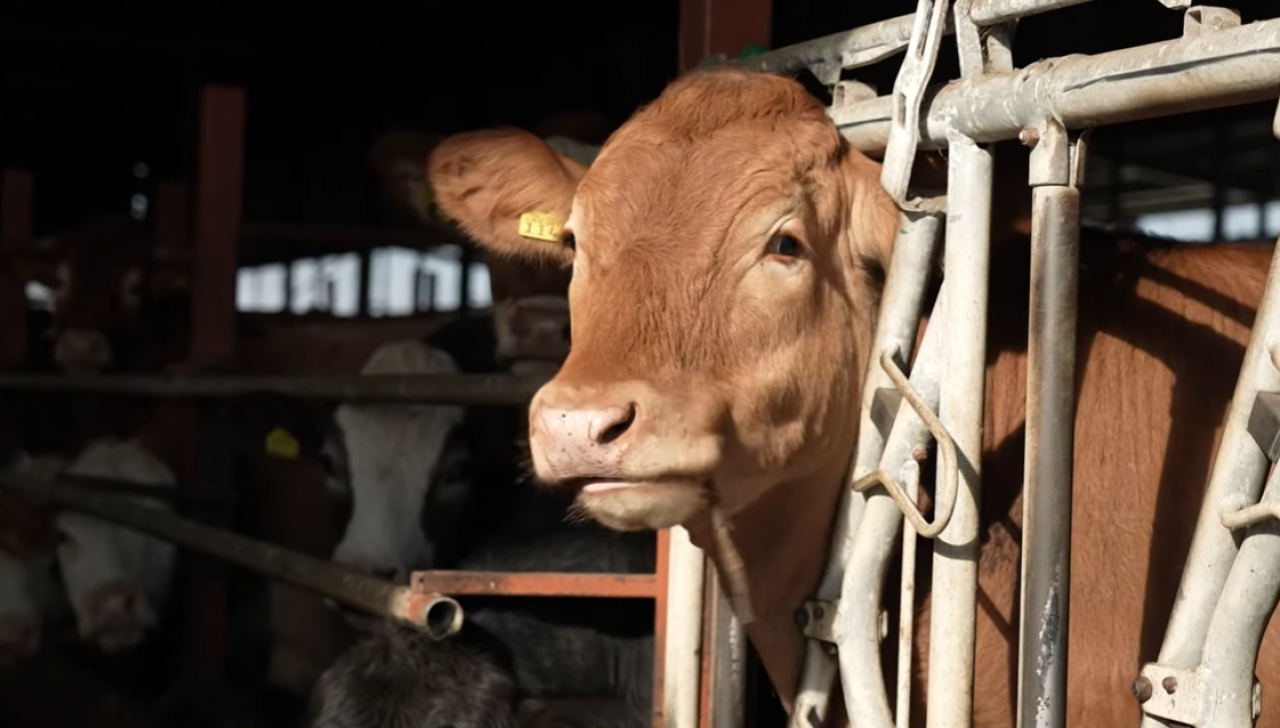 ES ieguldījums konkurētspējīgā lauksaimniecībā: lauksaimniecība