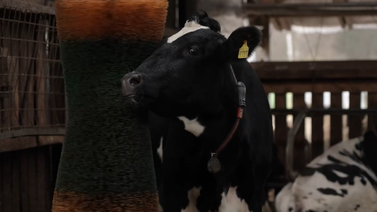 ES ieguldījums konkurētspējīgā lauksaimniecībā: lopkopība