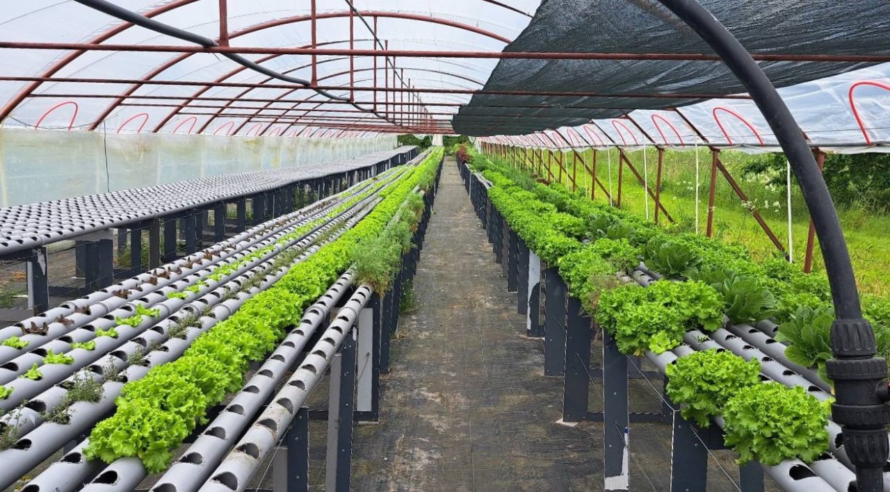 Stādu rindas īpašās sistēmās virs zemes tuneļa siltumnīcā