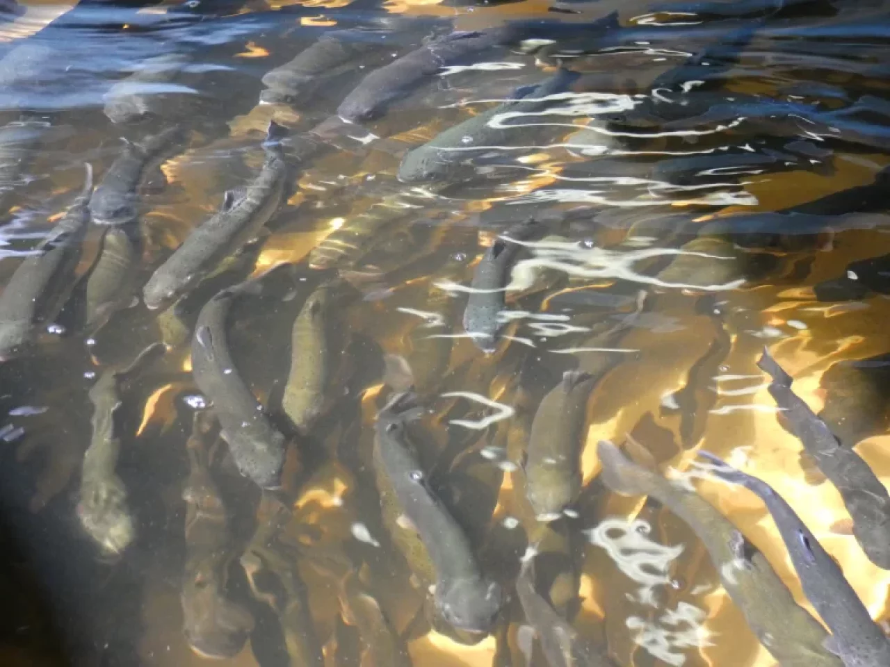 EU must be more proactive in improving the situation in the sector of agriculture and fishery