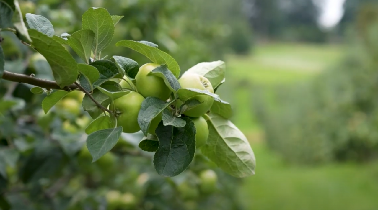 ES ieguldījums konkurētspējīgā lauksaimniecībā: augļkopība