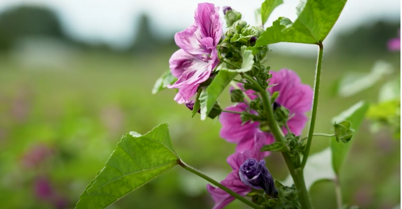 ES ieguldījums konkurētspējīgā lauksaimniecībā: agrovide