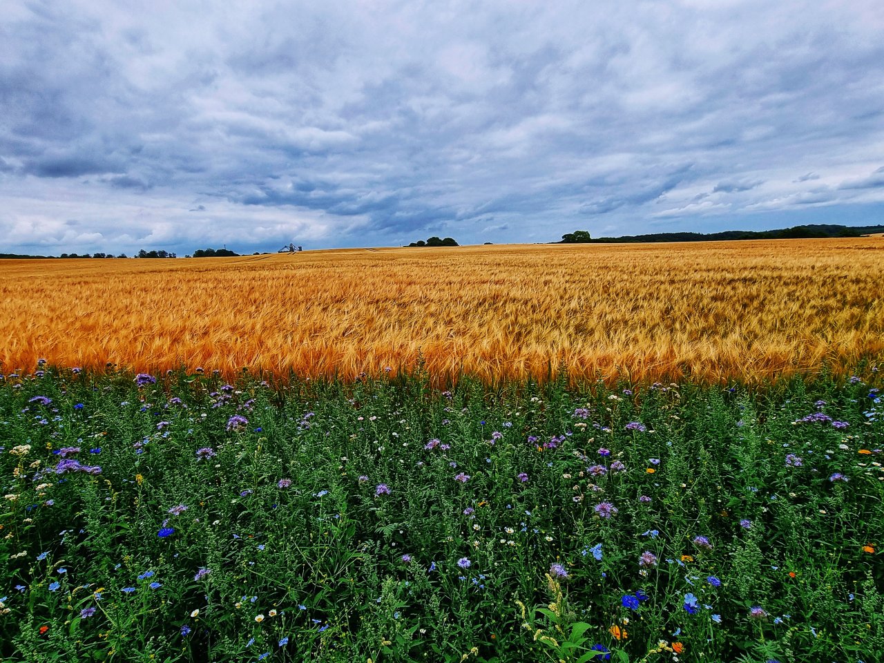 Mainītas prasības “zaļo joslu” apsaimniekošanai laukmalēm, buferjoslām, labības un sēklkopības laukiem