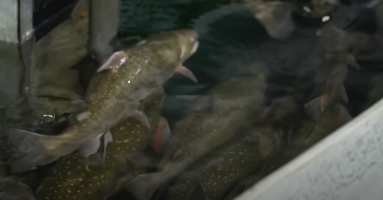 ES ieguldījums zivsaimniecības un akvakultūras izaugsmē: akvakultūra