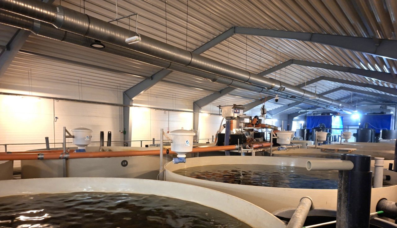 Vienkāršo atbalsta saņemšanas nosacījumus inovācijām zivsaimniecībā un akvakultūrā