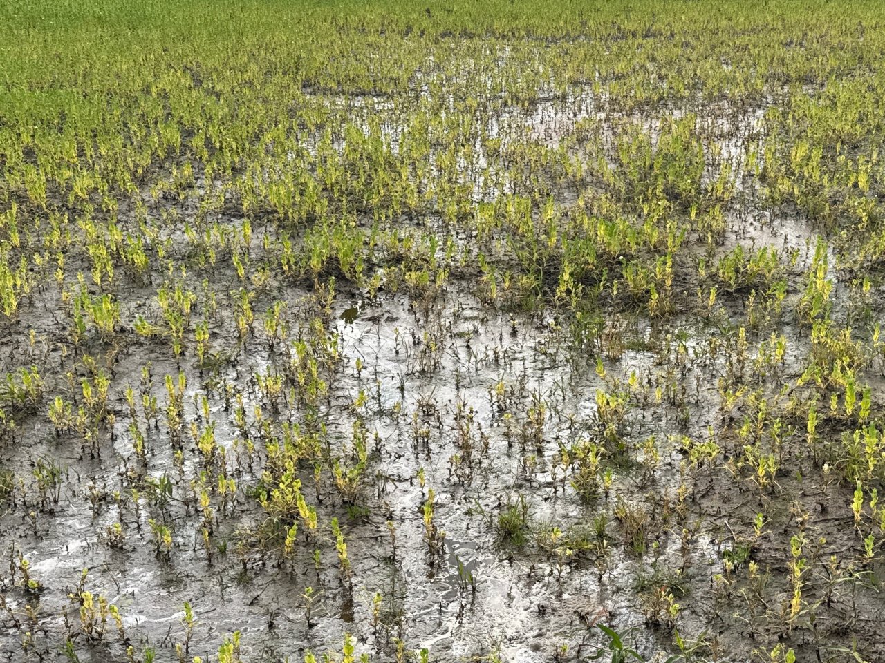 Zemkopības ministrija iesniegusi Eiropas Komisijai jaunākos datus par situāciju lauksaimniecībā