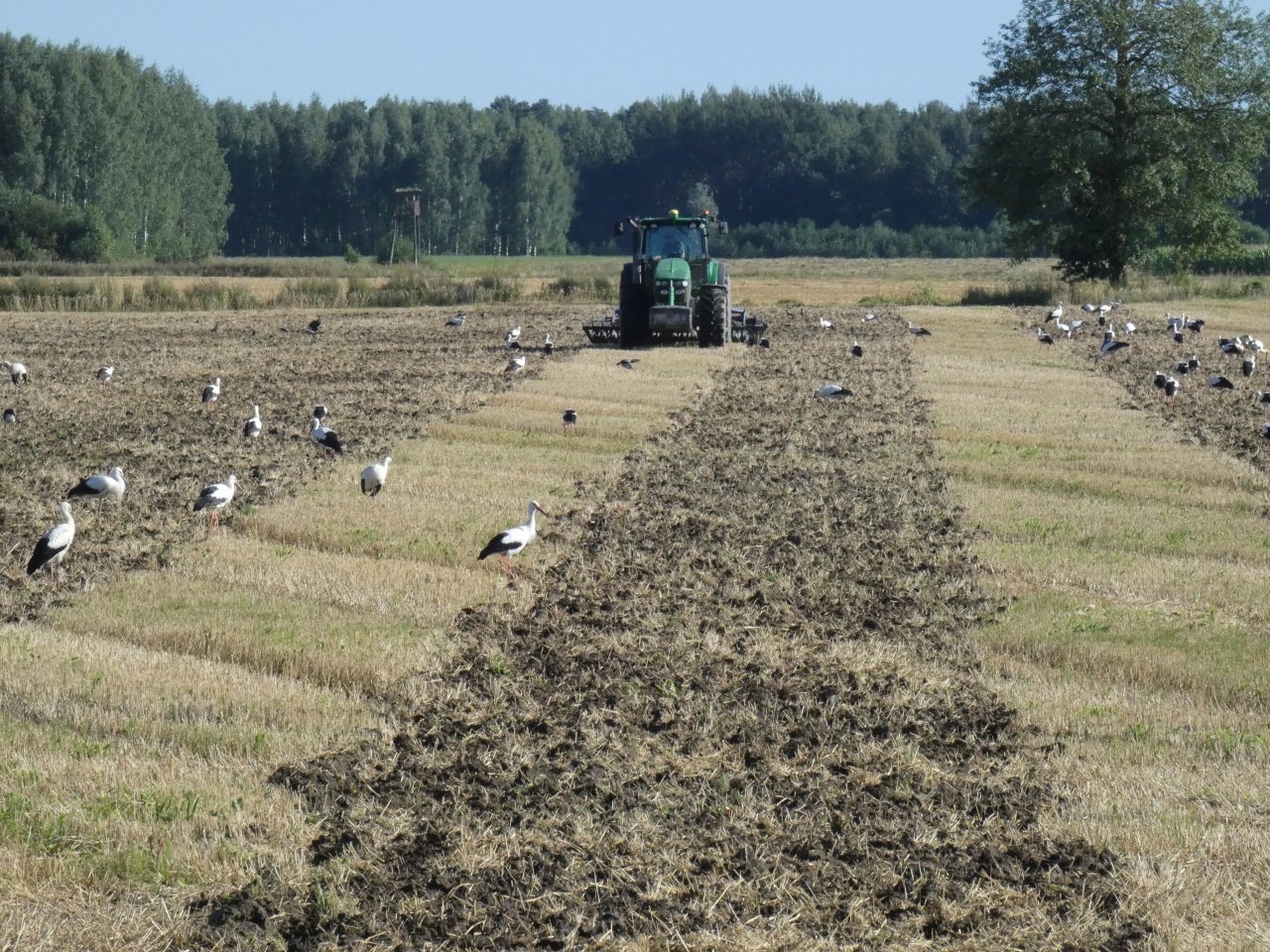 Lauksaimniekiem 16. oktobrī sāks izmaksāt ilgtspēju sekmējošā ienākumu pamatatbalsta avansa maksājumu