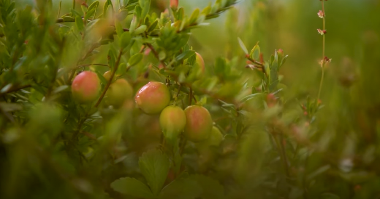 ES ieguldījums konkurētspējīgā lauksaimniecībā: bioloģiskā lauksaimniecība