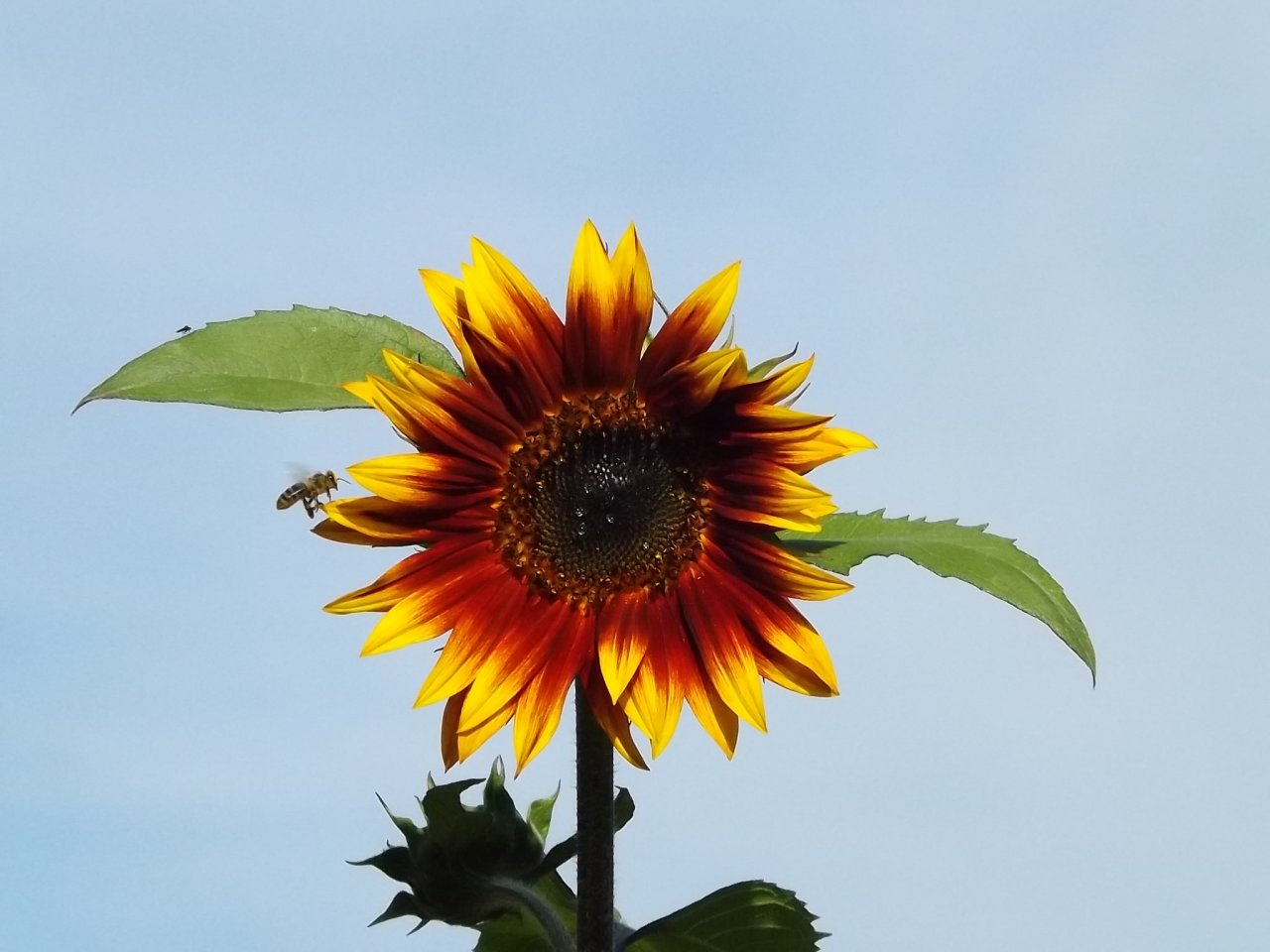 Palielināta atbalsta likme konvencionālajiem biškopjiem agrovides pasākumā apputeksnēšanas nodrošināšanai