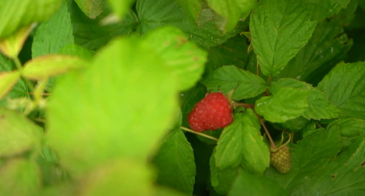 ES ieguldījums konkurētspējīgā lauksaimniecībā: dārzeņkopība