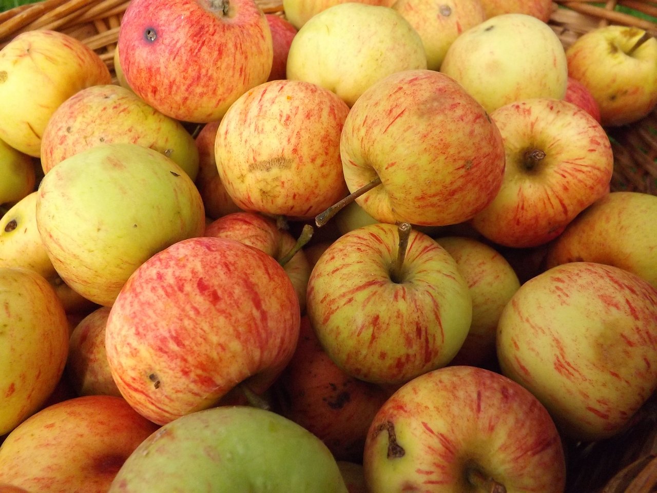 ES ārkārtas atbalstam augļkopji var pieteikties līdz 21. novembrim, lopkopji – līdz 1. decembrim