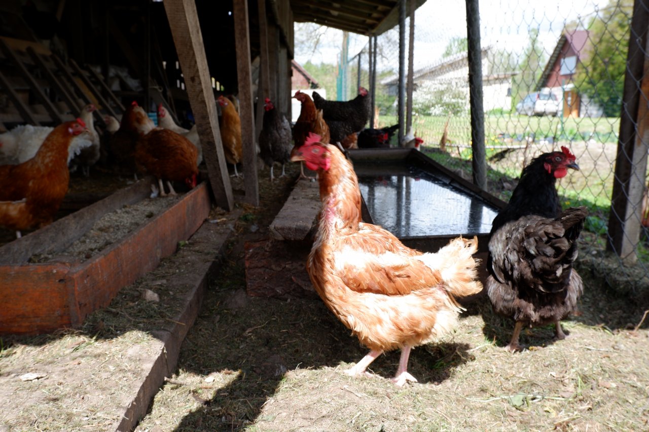Var pieteikties atbalstam investīcijām putnkopības, cūkkopības un piensaimniecības nozarēs