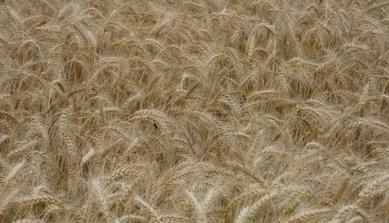 EU has made relevant decisions toward promotion of economic activity