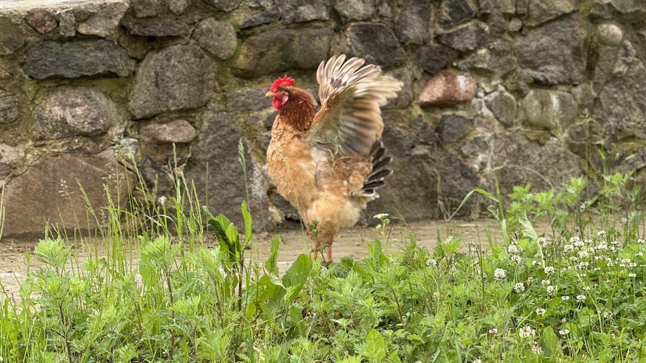 Vista vicina spārnus, fonā akmens siena, priekšplānā zaļa zāle