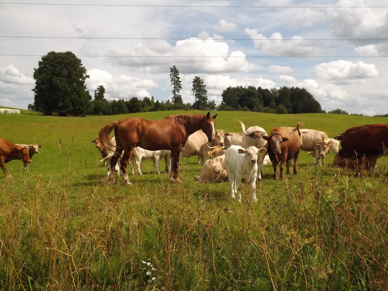 Ar veterinārās e-veselības sistēmas “eVETIS”” palīdzību veiks dzīvniekiem lietoto zāļu uzskaiti