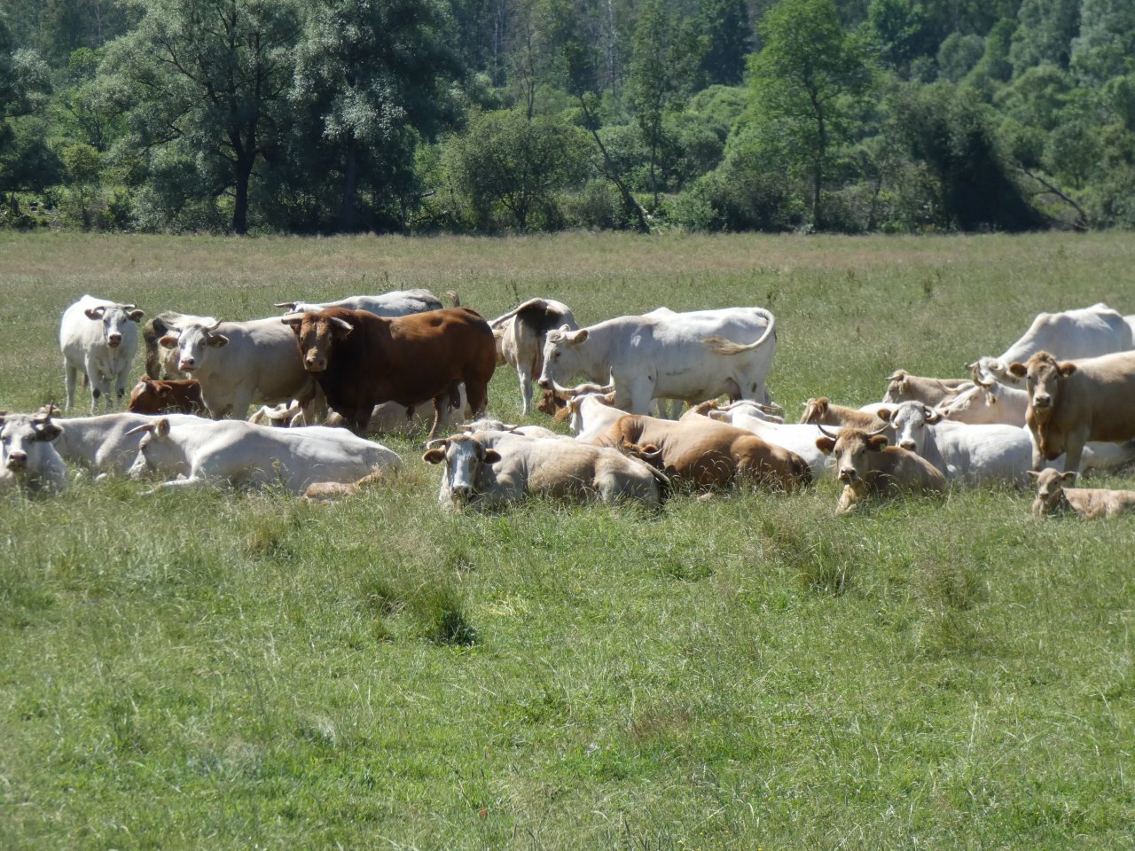 Nozīmīgs atbalsts lauksaimniekiem palīdzēs novērst nelabvēlīgo laikapstākļu un sarežģītās tirgus situācijas radītās grūtības