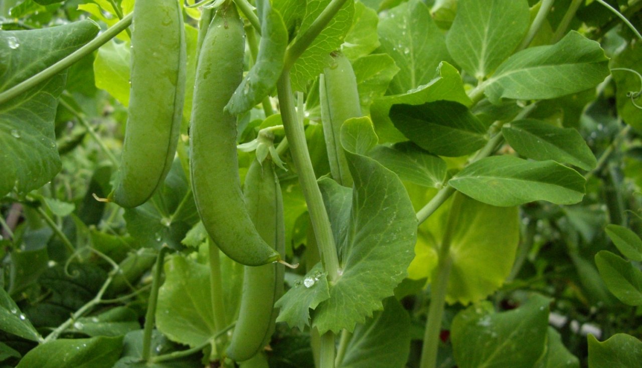 EU must achieve self-sufficiency in protein crops