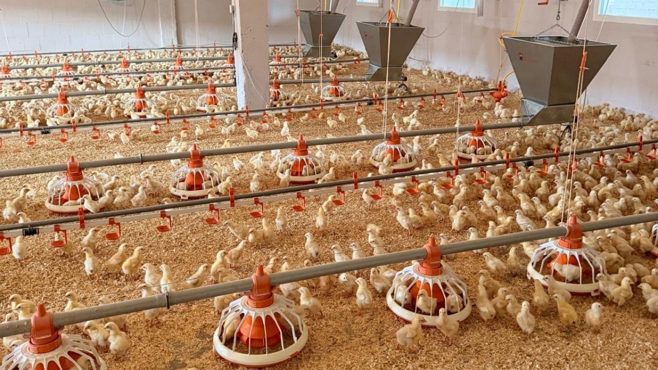 Development of Sustainable Organic Poultry Farming at ZS “Karotītes”