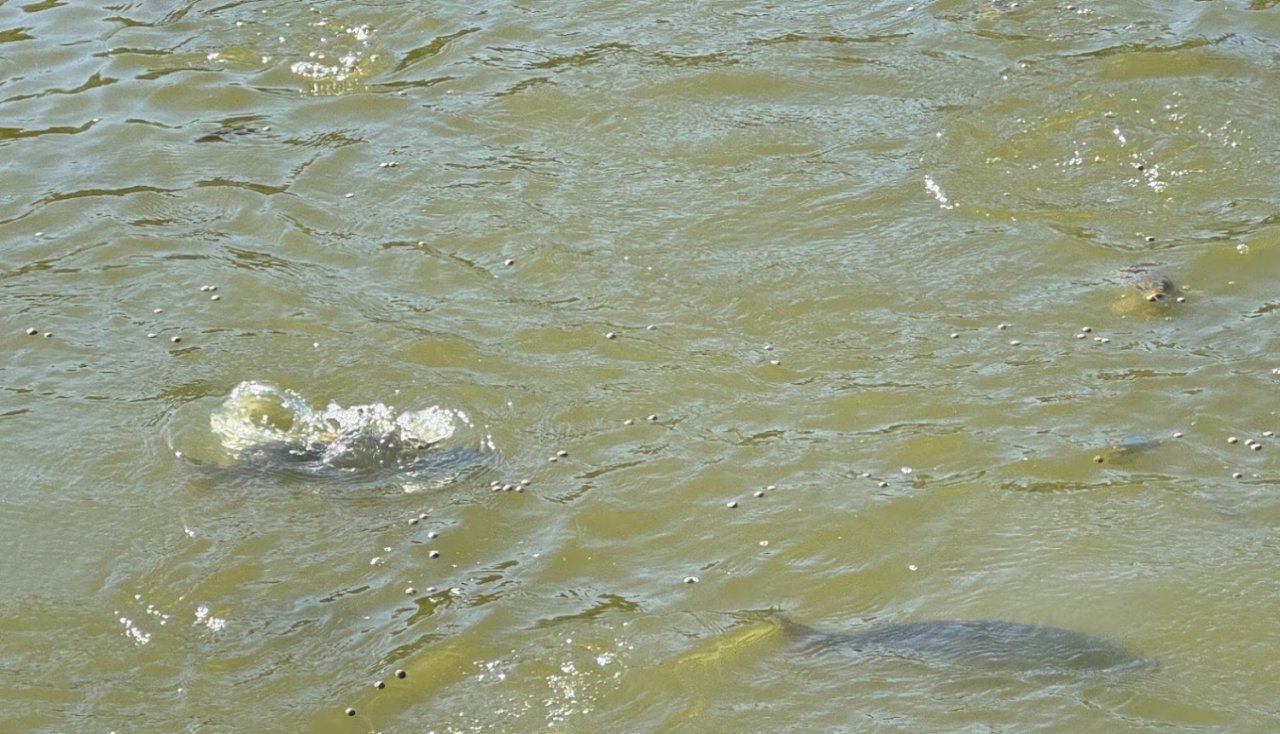 Karpas pie ūdens virsmas dīķī ar zaļganu ūdeni