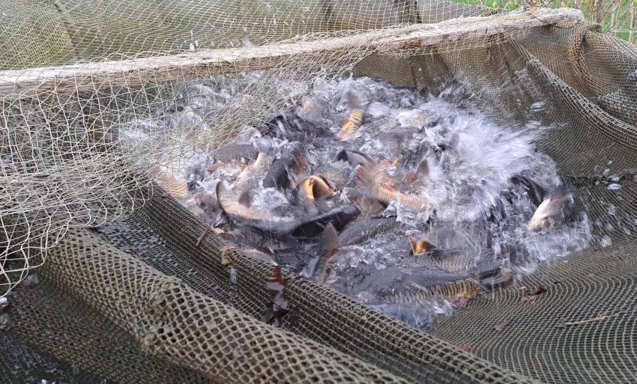 No karpu dīķa izsmeltas karpas tīklā