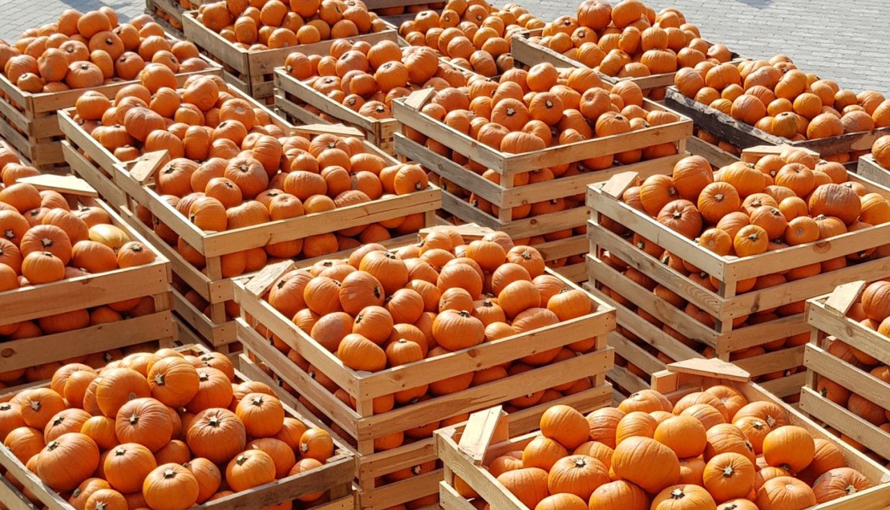 Atbalsts vietējiem ražotājiem pārtikas piegādes ķēžu stiprināšanai un produktu virzībai tirgū