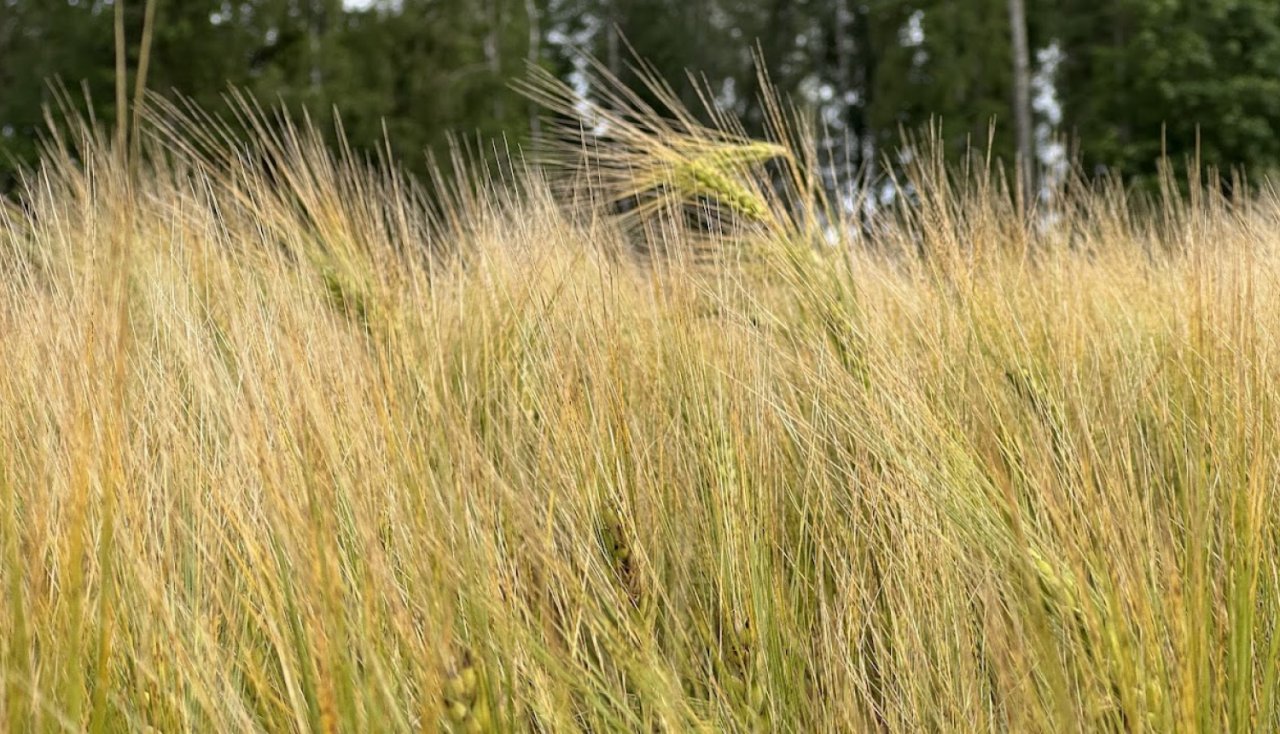 dzeltens kviešu lauks ar vārpām un izplūdušu mežu fonā