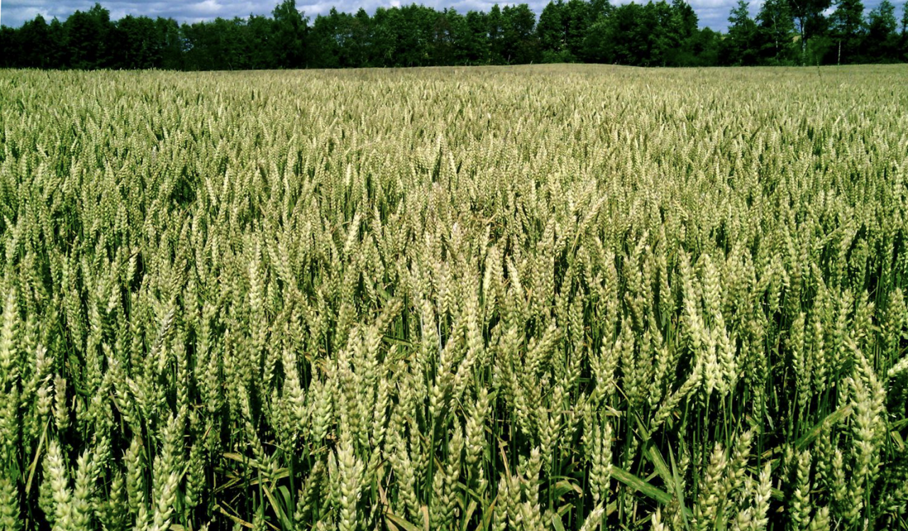Zaļš kviešu lauks ar nobriedušām vārpām