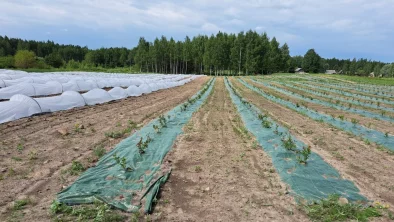 ar zaļu  un baltu plēvi pārklātas vagas ar stādiņiem, kas stiepjas tālumā, apkārt tām brūna zeme, tālumā koku un krūmu josla