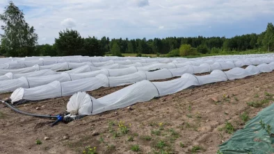ar baltu plēvi pārklātas vagas, kas stiepjas tālumā, apkārt tām brūna zeme, tālumā koku un krūmu josla