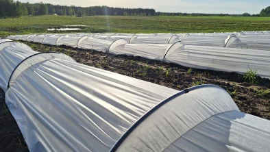 ar baltu plēvi pārklātas vagas, kas stiepjas tālumā, apkārt tām brūna zeme, tālumā koku un krūmu josla