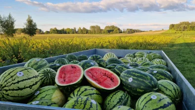 Priekšplānā piekabe ar arbūziem, no kuriem vines pārgriezts uz pusēm, fonā sidoniju krūmu rindas dzeltenīgā vakara gaismā