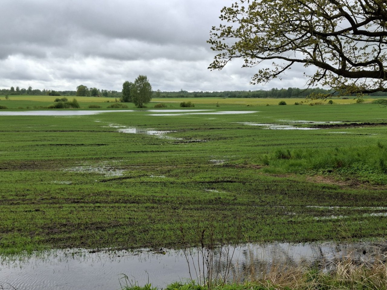 Eiropas Komisija piešķir 4,2 miljonu eiro ES ārkārtas atbalstu Latvijas lauksaimniekiem šī gada nelabvēlīgo laikapstākļu radīto postījumu novēršanai