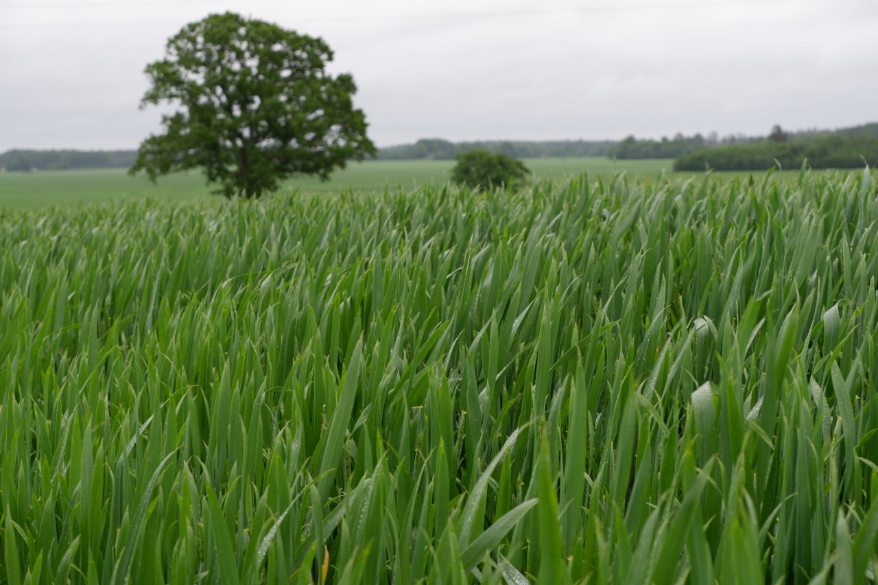 Zaļš labības lauks ar koku lauka vidū