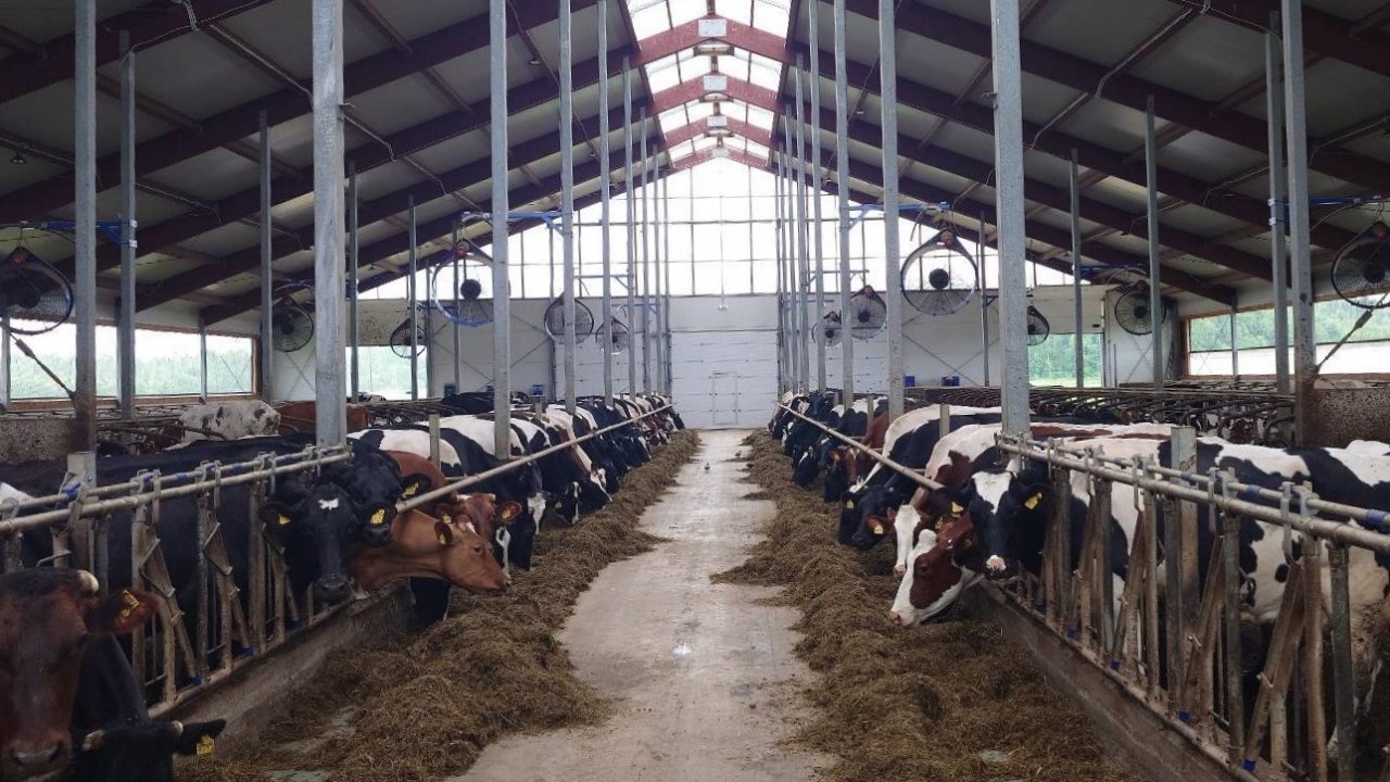Govju kūts iekšskats ar govīm pie barības galda un ventilatoriem pie griestiem