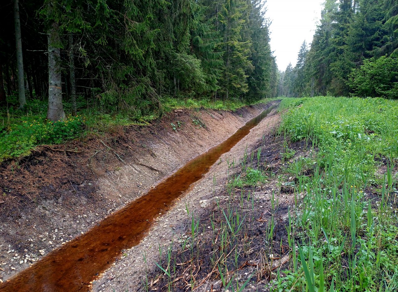 Jauns meliorācijas grāvis mežainā vietā