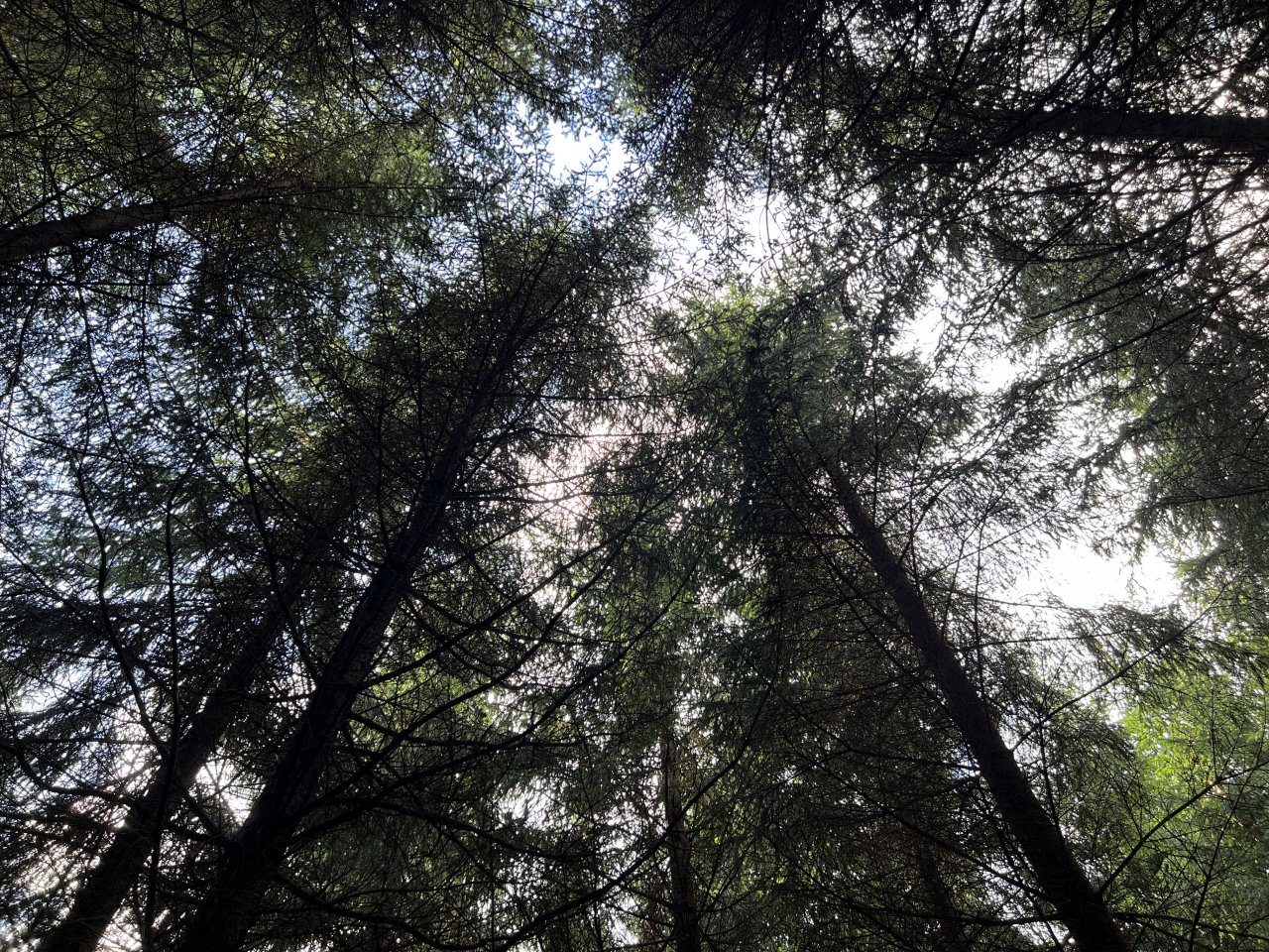 Lauku atbalsta dienests aicina pieteikties atbalstam mežsaimniecībā