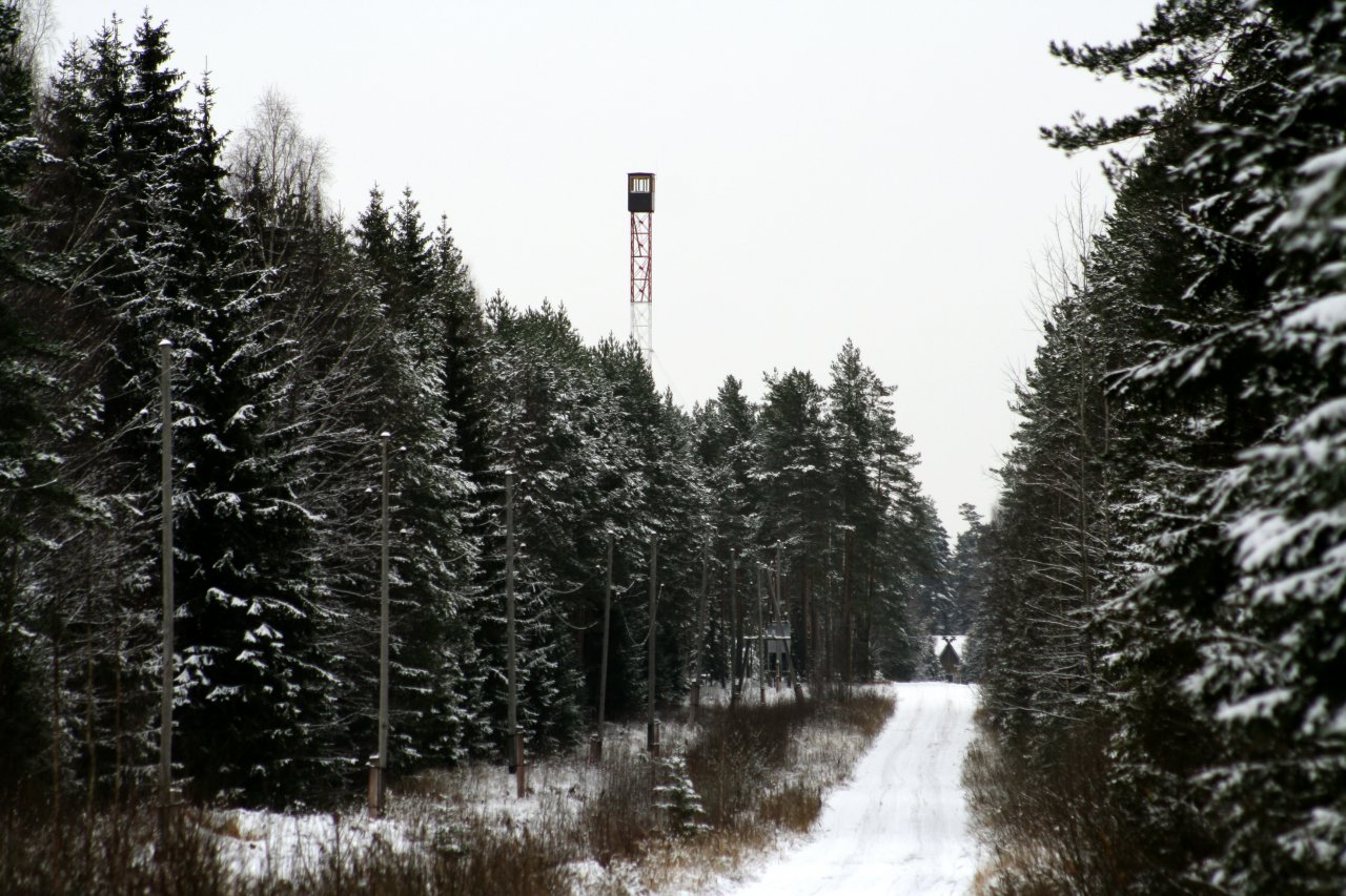 Mežs ziemā ar skatu no apsnigušas stigas, virs koku galotnēm ugunsdrošības novērošanas tornis