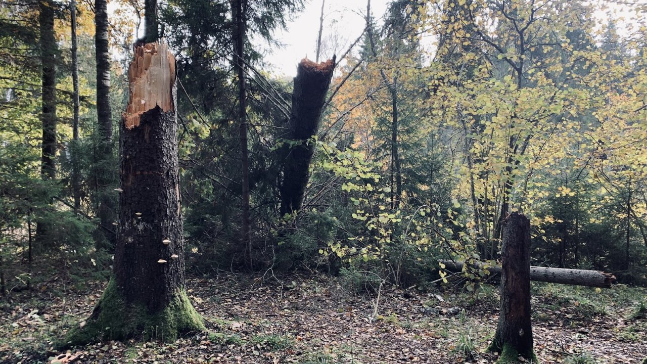 divi nolauzti koki mežā