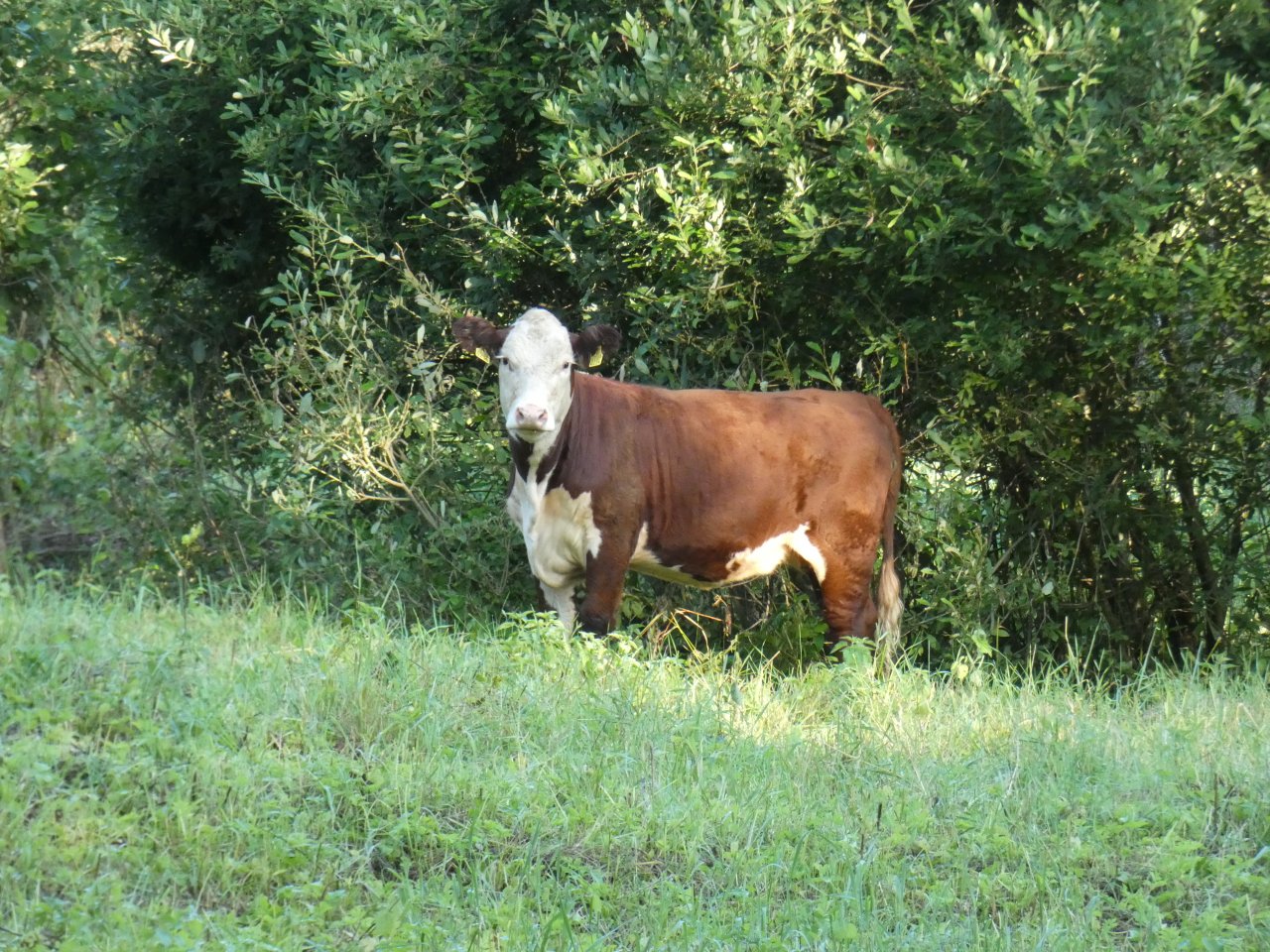 Atbalstīs mazo lauksaimnieku saimniecību attīstību