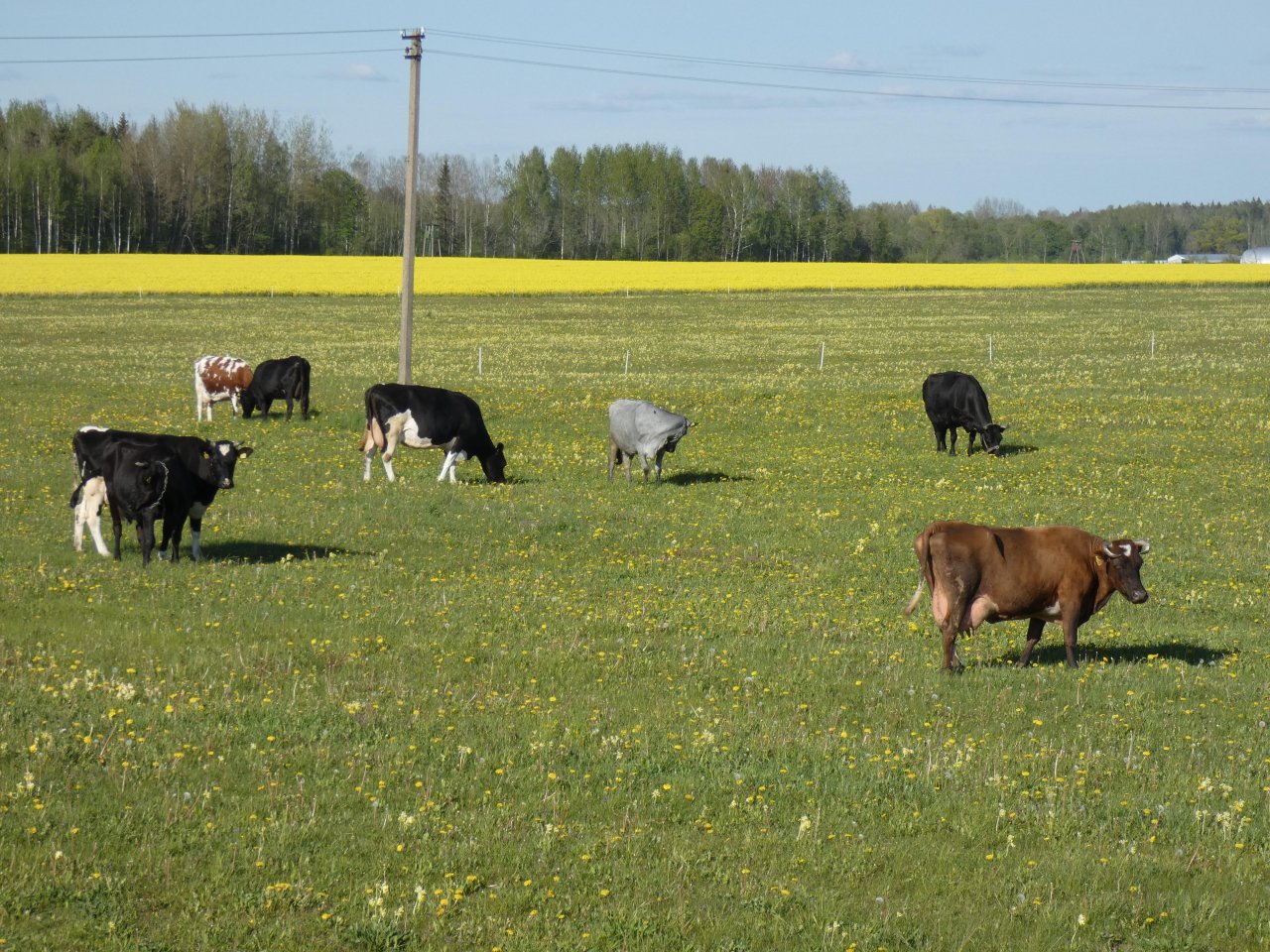 Lauksaimniekiem daļēji segs sējumu, stādījumu un dzīvnieku apdrošināšanas polišu iegādes izdevumus