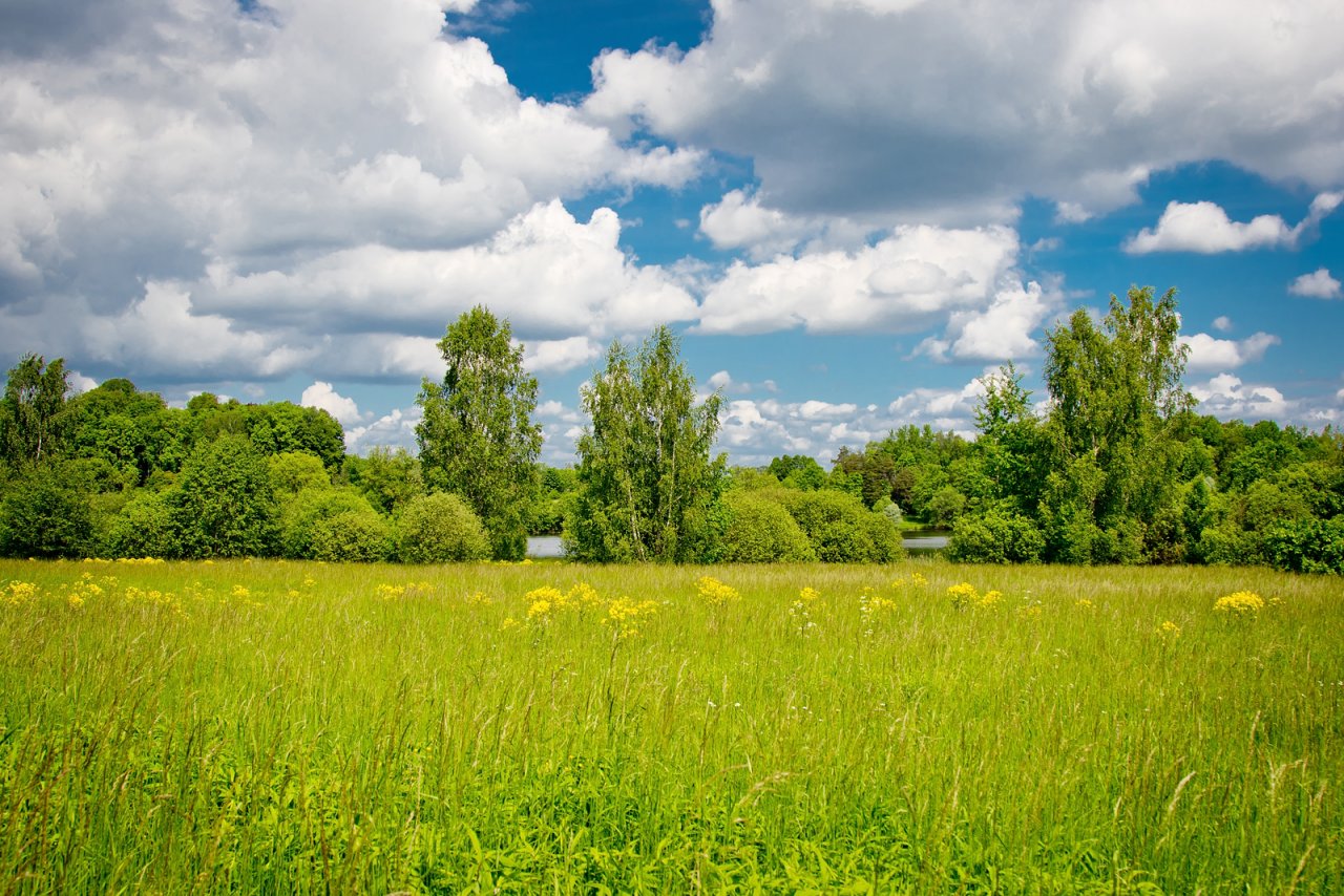 Pavasarīga pļava ar dzeltenām puķēm saulainā dienā ar baltiem mākoņiem